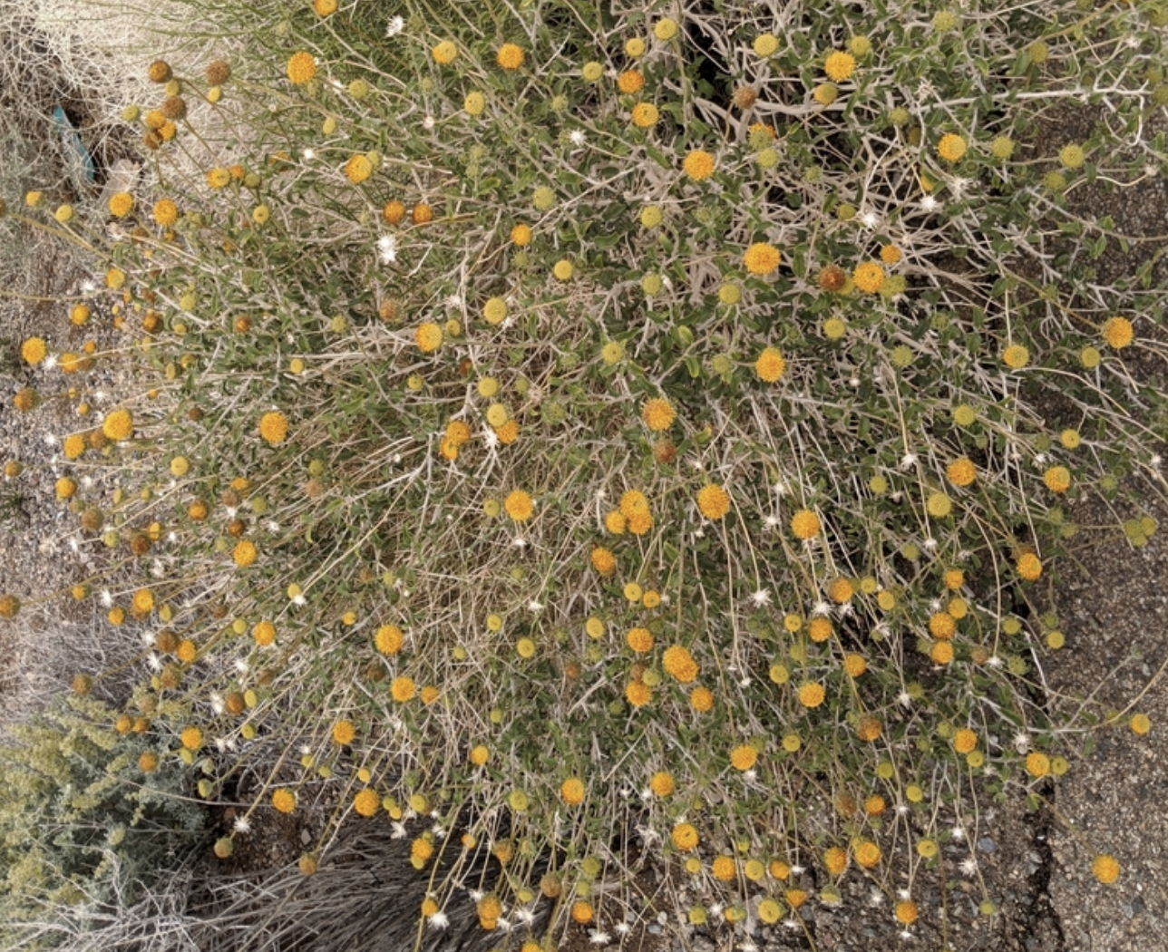 Bush encelia