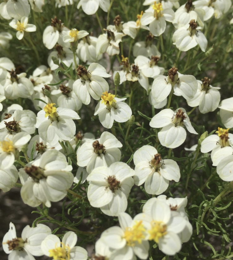 Desert zinnia