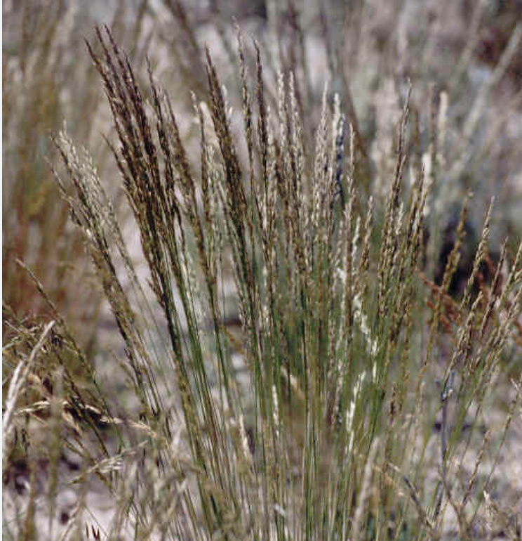 Nevada bluegrass