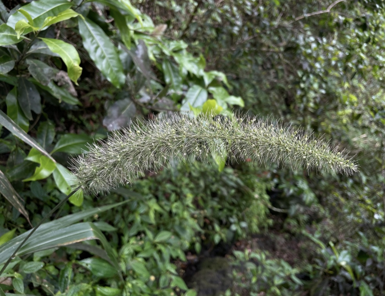 Plains bristlegrass