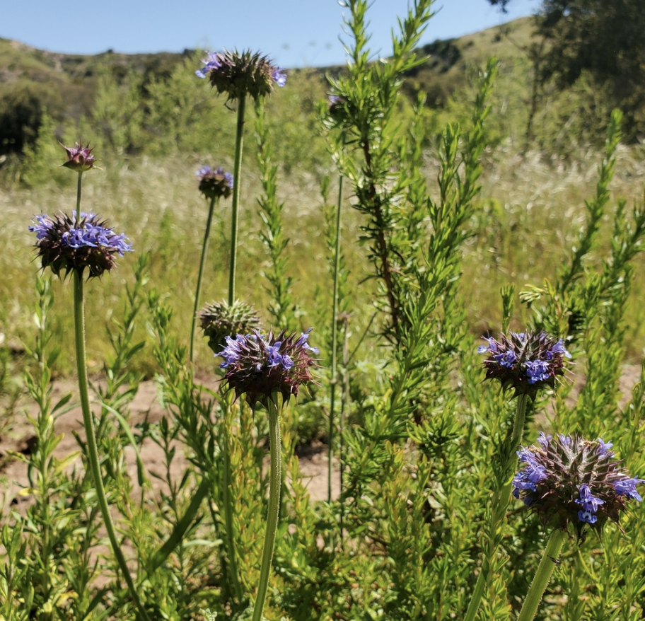 Chia sage
