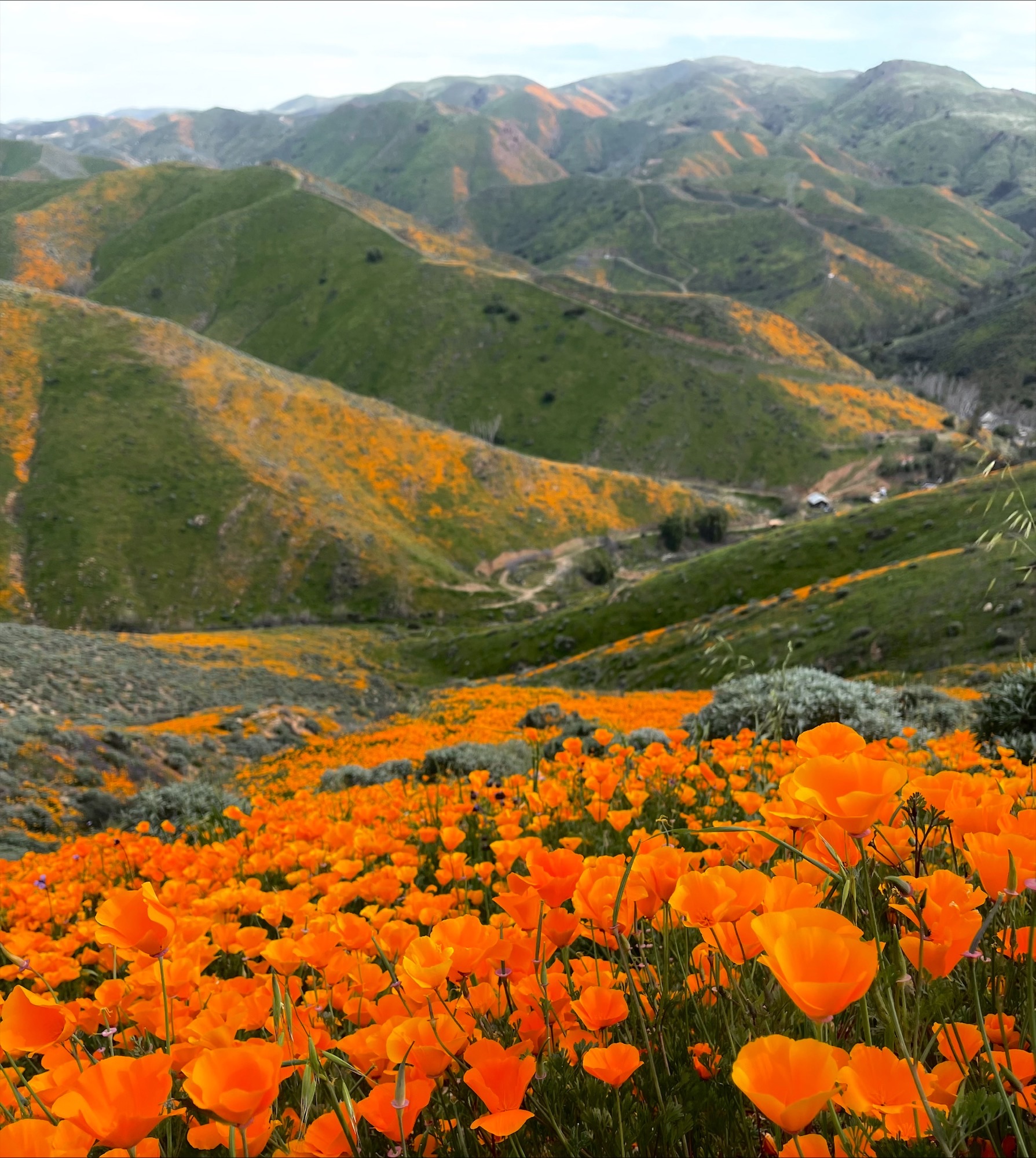 California poppy