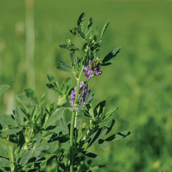 Alfalfa Seed, VNS