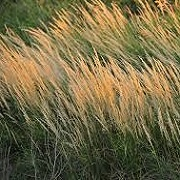 Blue Jointgrass, Canada