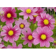 Cosmos Sensation Mix