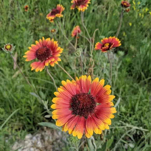 Indian Blanketflower