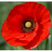 Poppy, Red Corn
