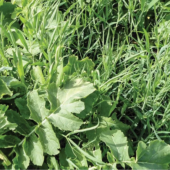 Vetch, Chickling