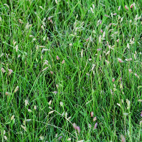 Barefoot Buffalograss Premium Blend