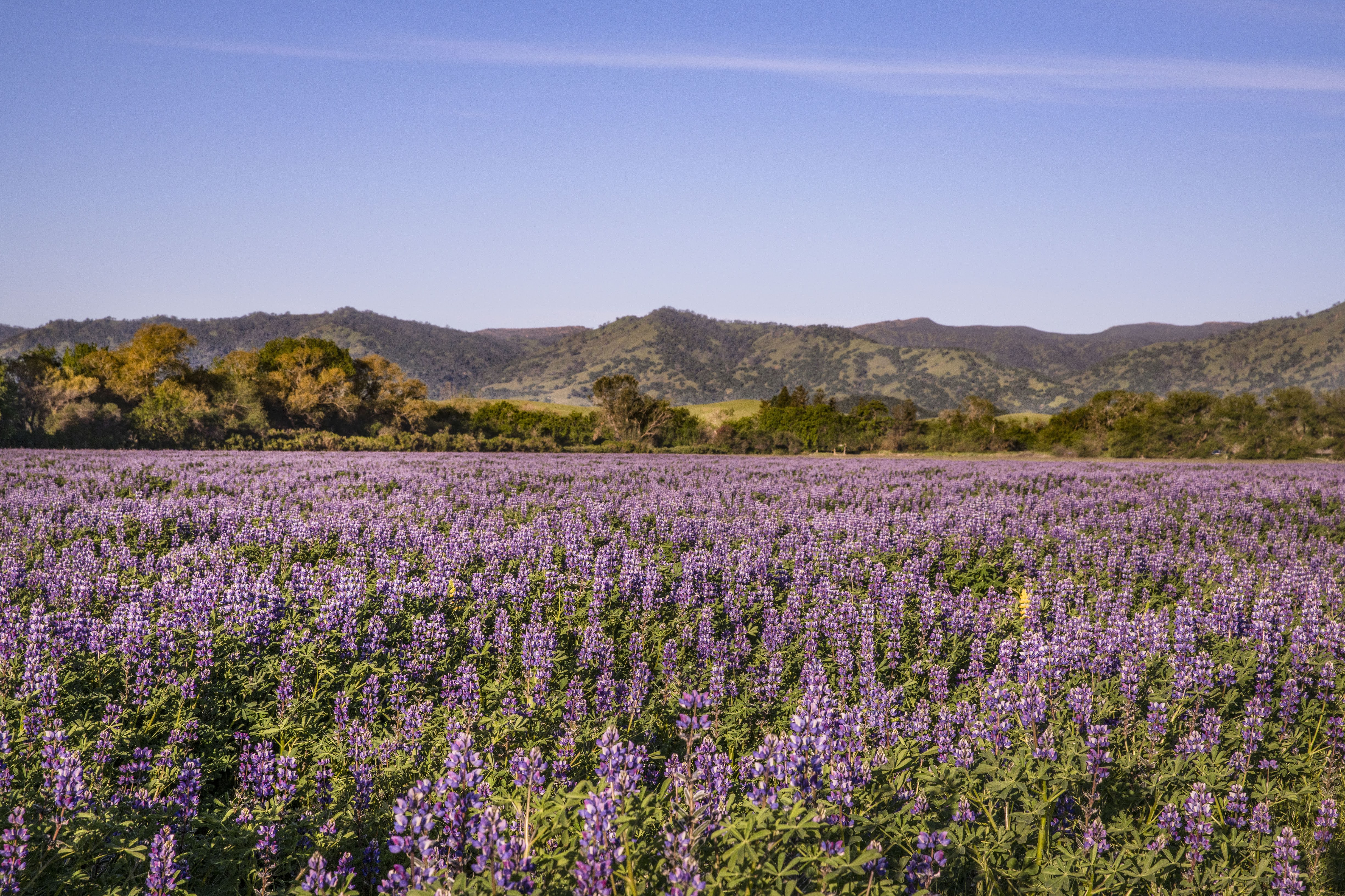 Arroyo lupine