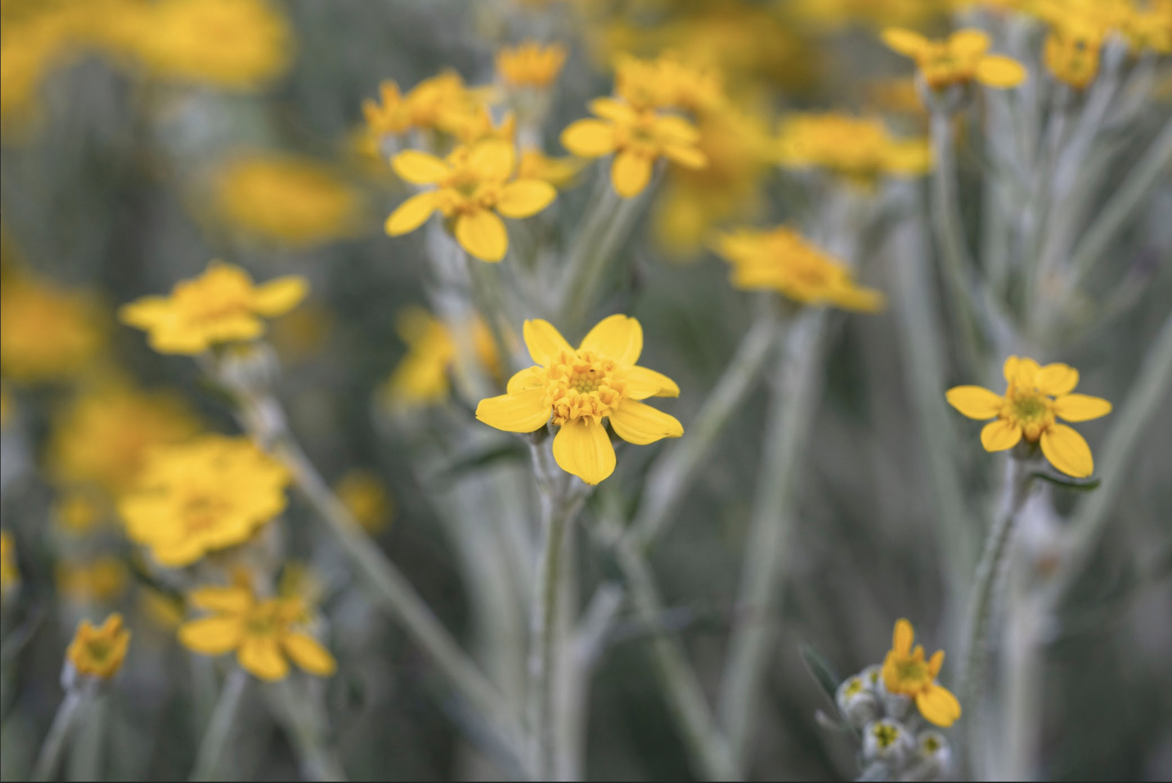 Golden yarrow