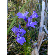Great Blue Lobella