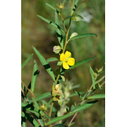 Seed Box