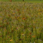 Arrow Xeriscape Wildflower Mixture