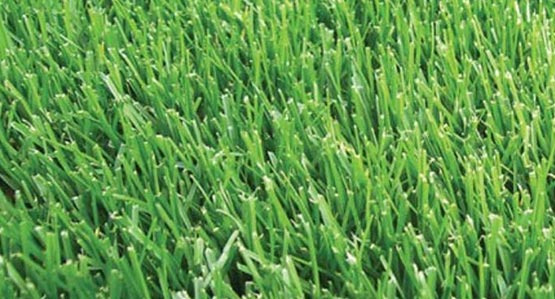 Contractor Turf Mix