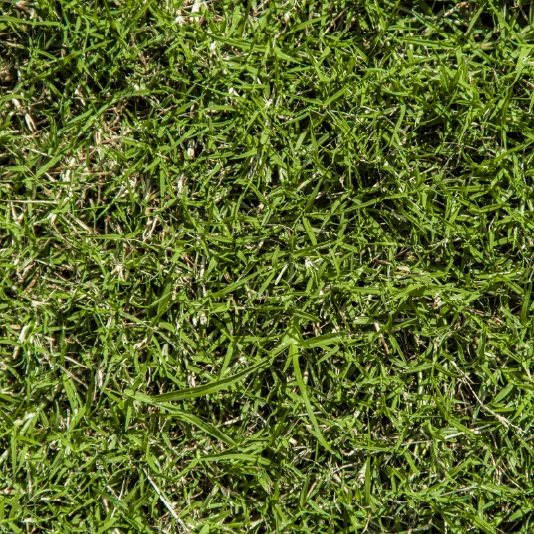 Bermudagrass Blend
